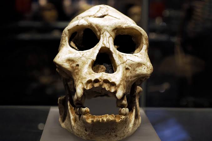 100,000-Year-Old Neanderthal Fossils in Poland Reveal Unexpected Genetic Connections