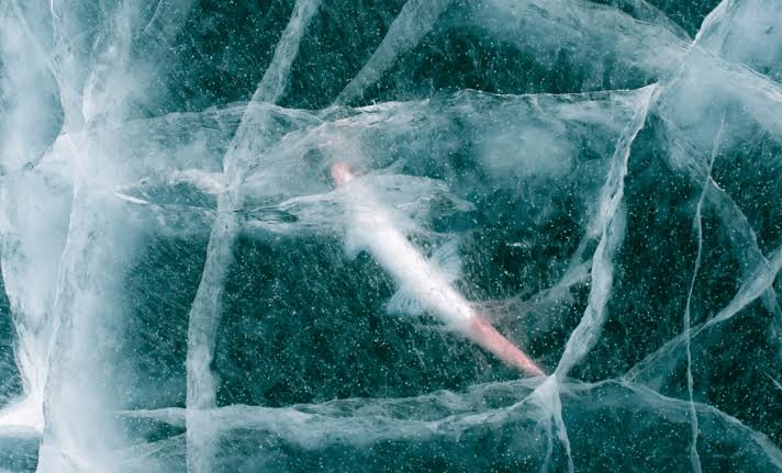 Scientists Revived a 24,000-Year-Old Animal Frozen in Siberia, It Woke Up and Started Reproducing