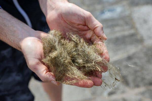 Glass Threads Spun From a Volcano’s Bubbly Magma