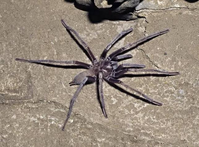 Scientists observed the hunting behaviour of tarantulas – and discovered something groundbreaking