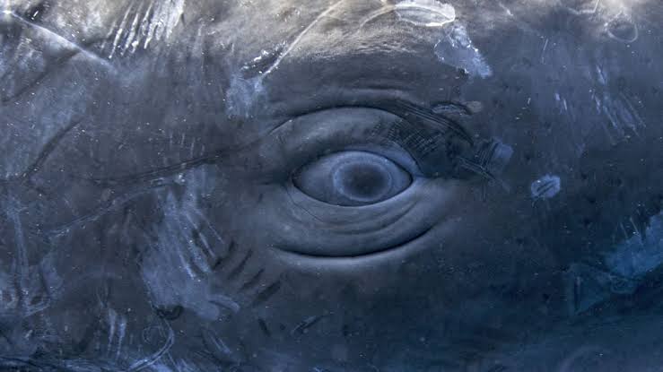 Scientists Found Human Speech-Like Patterns in Sperm Whale Clicks