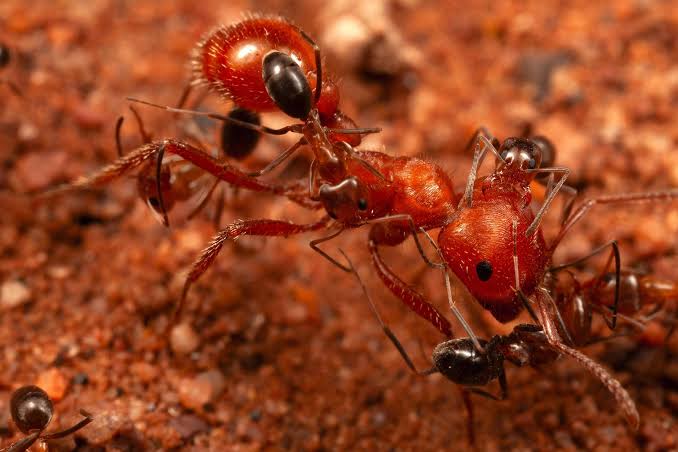Why Are Giant Ants Letting Tiny Ants Crawl All Over Them?