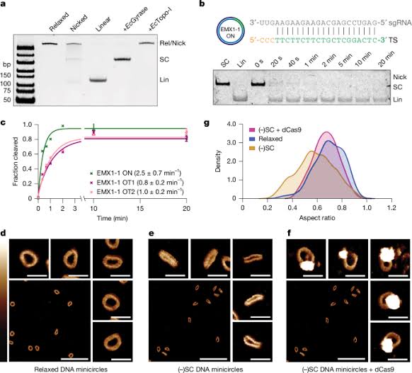 Structural basis of supercoiling-induced CRISPR–Cas9 off-target activity