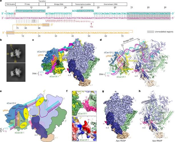 RNA-guided CRISPR system activates gene expression