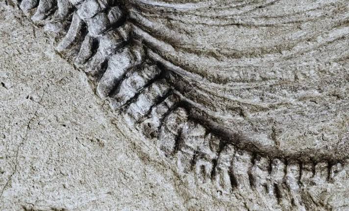 Scientists Uncover a 100-Foot Dinosaur Fossil So Heavy It Cracked the Road Beneath During Transport