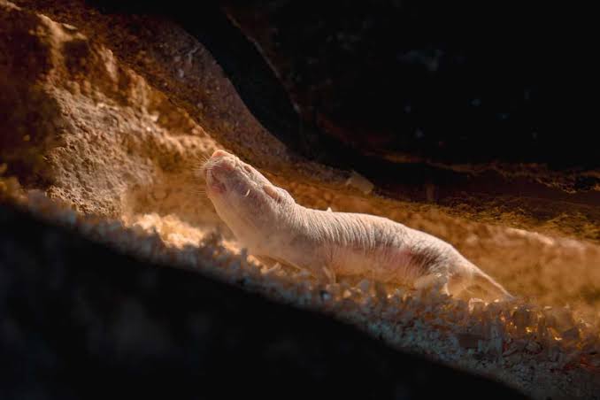 Instead of civil war, a naked mole rat colony changed queens peacefully