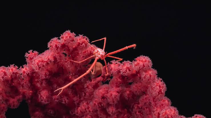 Deep-sea wildernesses are more important than the promise of seafloor mining (analysis)