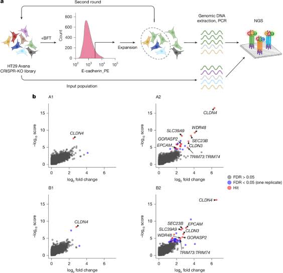 A pro-carcinogenic bacterial toxin binds claudin-4 to cleave E-cadherin