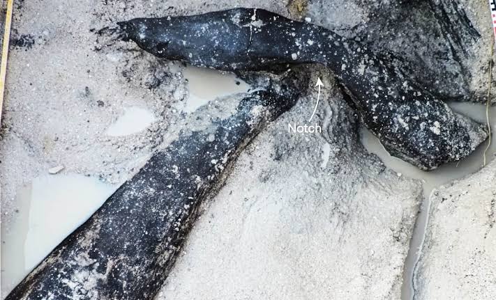 Oldest wooden structure predates humans by almost 200,000 years