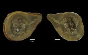 Earliest known octopus is not an octopus after all