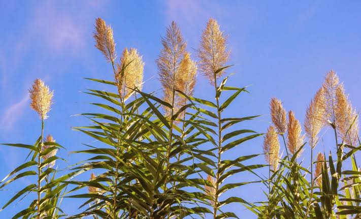 Invasive plant helps mosquitoes grow faster and live longer