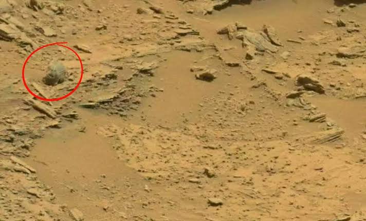 NASA's Latest Rover Images Reveal Possible Winged Insect and Predator Life Forms on Mars