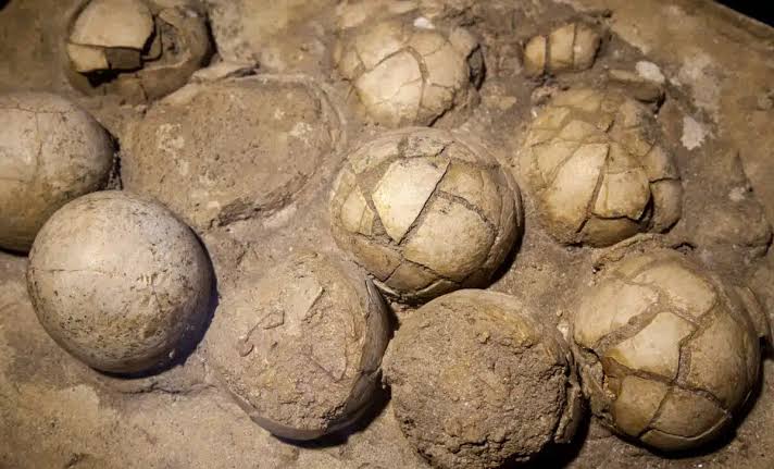 Scientists Just Found a Massive Dinosaur Nesting Site in India With 256 Eggs in One Place