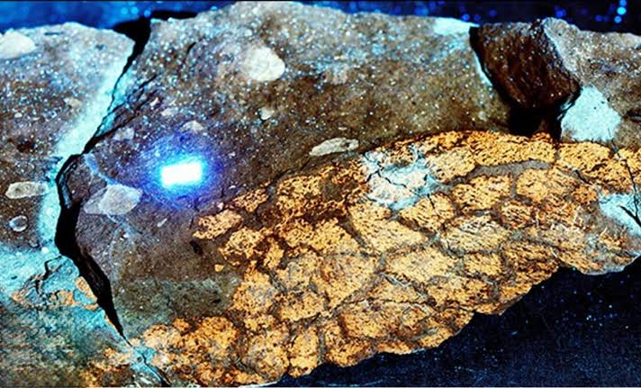 Scientists Discover the Hidden Color Patterns of Dinosaurs That Have Been Lost for Millions of Years