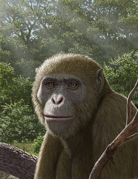 Early Miocene Fossil Fills Gap in Ape Family Tree