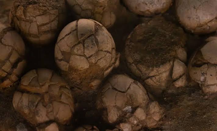 Scientists Just Found a Nearly Complete 16-Centimeter Fossil Near a Dinosaur Nest