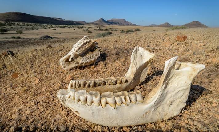 Scientists Discover Neanderthals Were Using Teeth as Weapons, Just Not Their Own