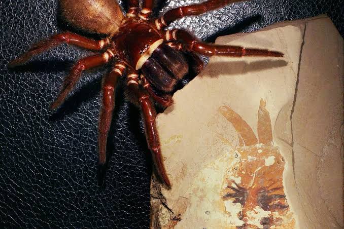 500-million-year-old clawed predator found in Utah desert forces scientists to rethink origin of spiders