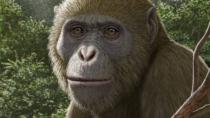 New ancient human relative unearthed in Egypt