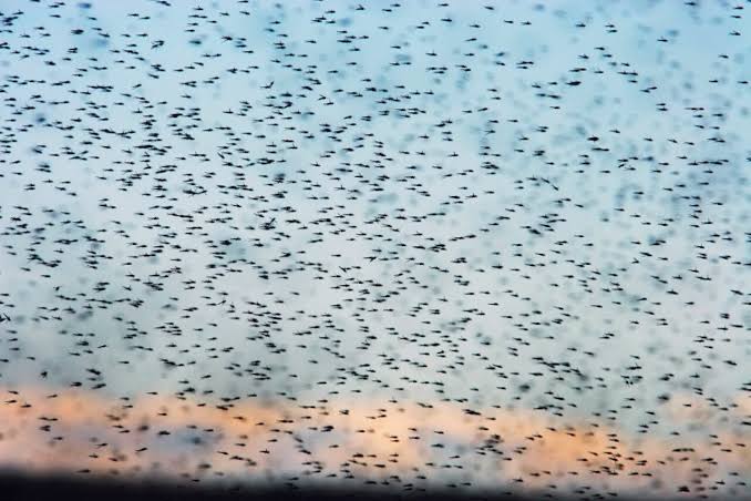 Iceland Just Got Its First Mosquitoes. Scientists Aren’t Ready for What Comes Next