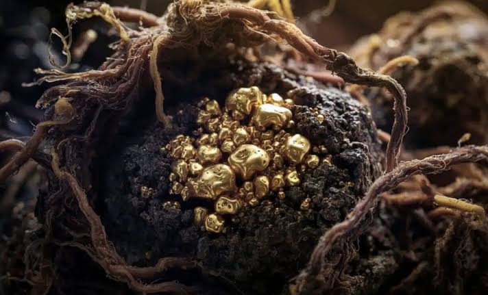 In 2019, Scientists Discover a Fungus That Eats Gold. Some Already Want to Weaponize It for Space Mining