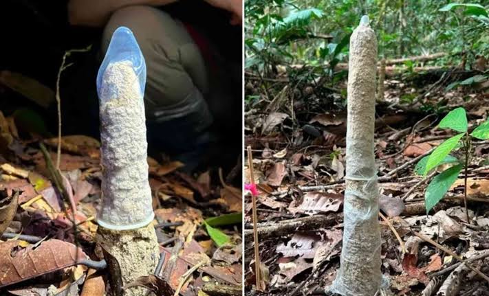 Improvised condom use in a rainforest study helped scientists discover something strange about cicadas