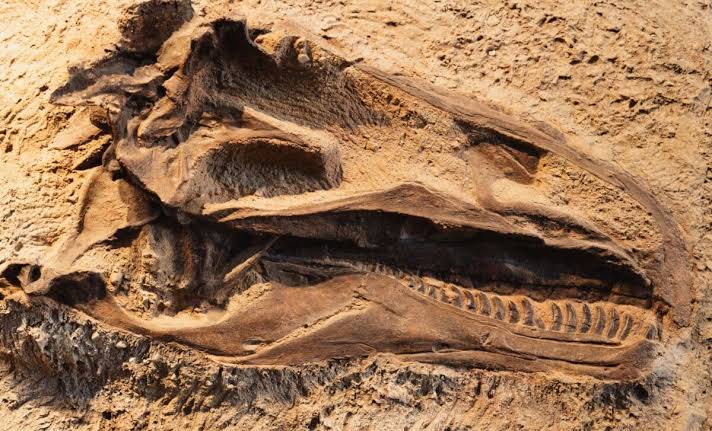 Archaeologists In Spain Unearthed One Of The Rarest And Most Complete Dinosaur Skulls Ever Found In Europe, Dating Back 150 Million Years