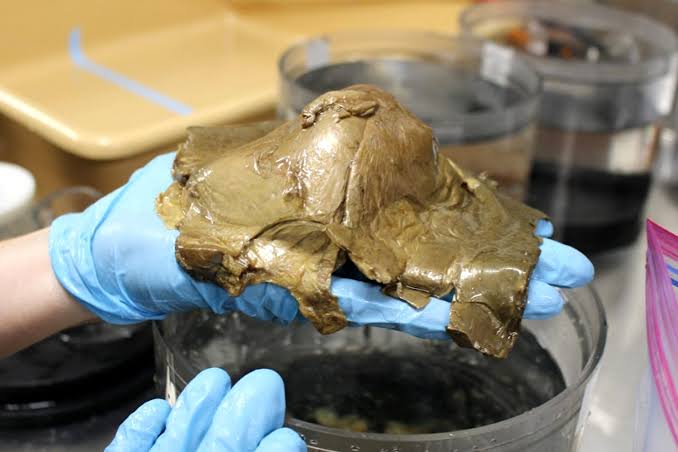 'Golden Orb' Found on Seafloor Mystified Scientists. 2 Years Later, They Learn Mass Belonged to Giant Underwater Creature