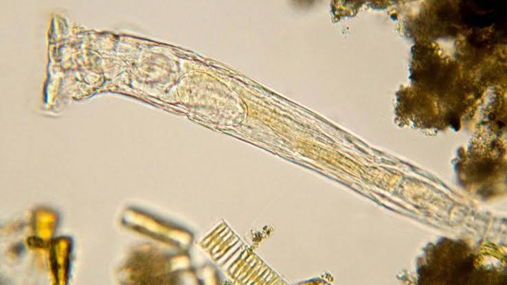 Scientists revive ancient 24,000-year-old ‘zombie worm’ from Arctic ice — then it reproduced