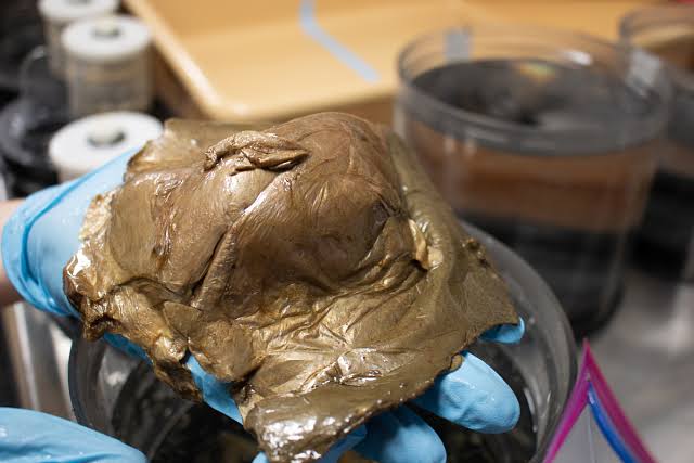 Scientists identify mysterious ‘golden orb’ found in Gulf of Alaska in 2023