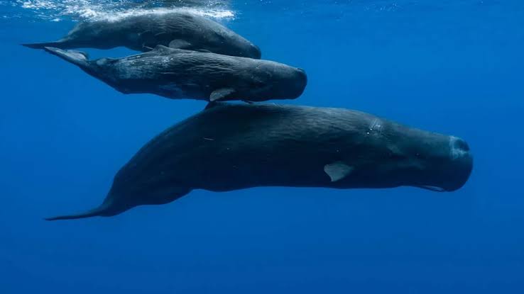 Scientists Find Rare Whale ‘Alphabet,’ and the Human Similarities Are Incredible
