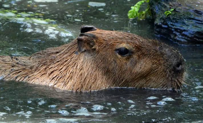 Scientists Identify a 500-Kilogram Giant Rodent That Once Roamed South America Millions of Years Ago