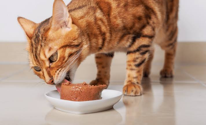Why Does Your Cat Never Finish Its Food? Scientists May Finally Have the Answer!