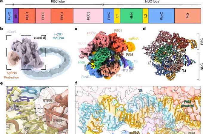 DNA shape explains crucial gene-therapy challenges