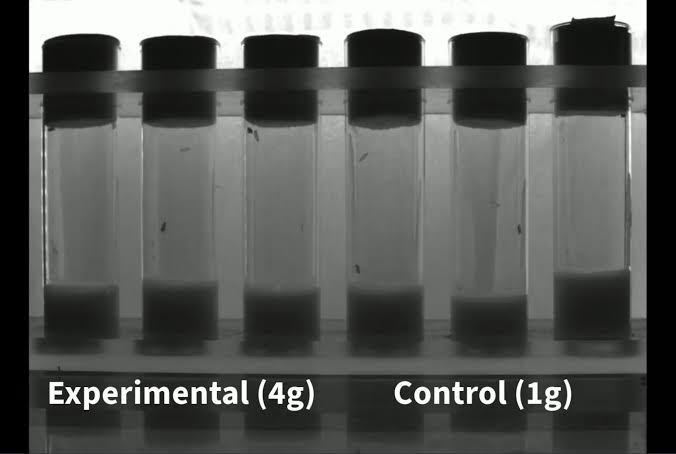 Scientists Exposed Flies to Crushing Hypergravity. The Results Were Unexpected
