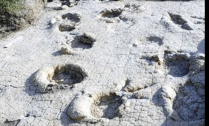 Massive Dinosaur Tracks Found in Mongolia Confirm Giant Sauropods Lived In Northeast Asia 120 Million Years Ago
