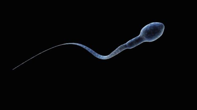 Sperm Get Lost in Microgravity, And It Could Seriously Impact Space Travel