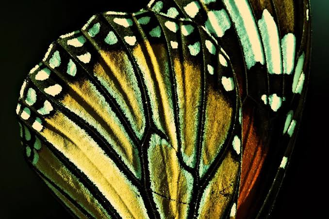 Scientists Were Studying Butterfly Wings—and Found a 120 Million-Year-Old Evolutionary Pattern
