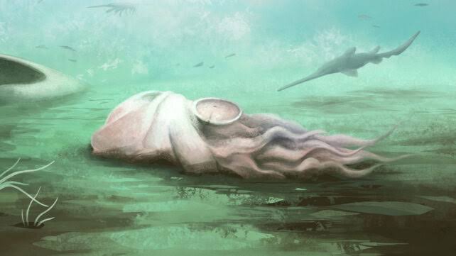 World's Oldest Known 'Octopus' Turns Out to Be An Entirely Different Animal