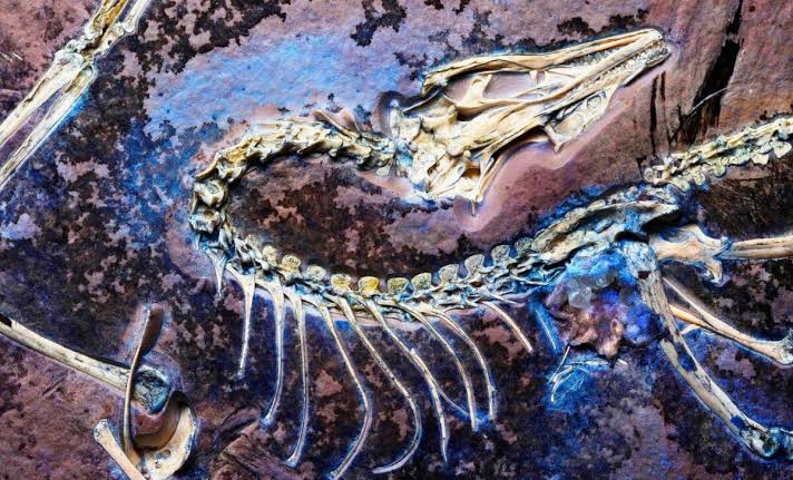 Darwin Predicted This in 1859. A 150-Million-Year-Old Fossil With Soft Tissue Still Intact Just Proved Him Right
