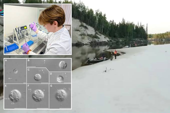 Mysterious 'living fossil' predator is 'WOKEN' by scientists after 40,000 YEARS lying dormant 30ft under frozen earth