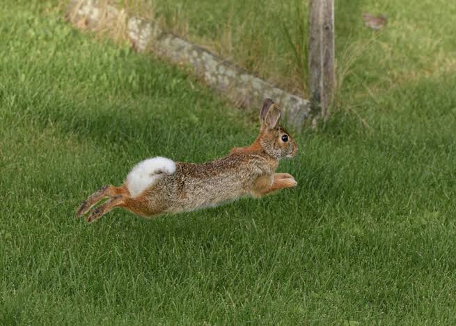 Bigger, faster, but still outfoxed: How prey escape predators