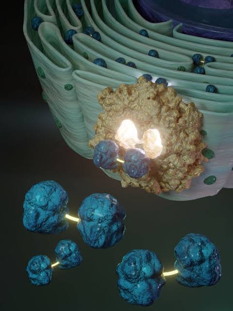 Powerful Antioxidant Found To Play a Key Role in Proper Protein Folding