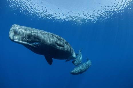 Sperm whales’ communication closely parallels human language, study finds