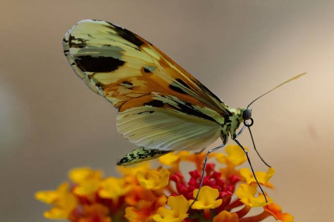 Evolution has reused the same genes for 120 million years, study shows