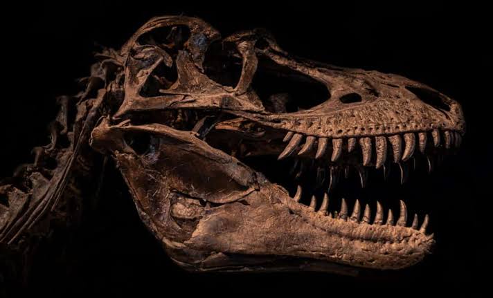 Scientists Looked Inside a T. Rex Rib and Found Traces of Something Disturbingly Alive