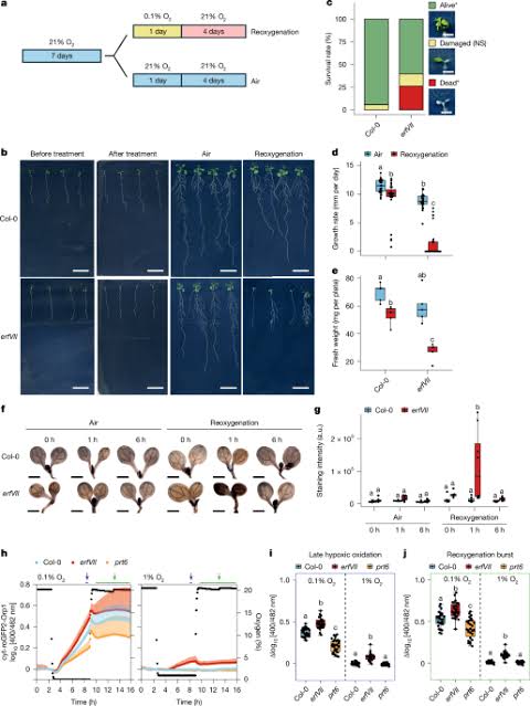 H2O2 repurposes plant O2 sensing to regulate post-hypoxia responses
