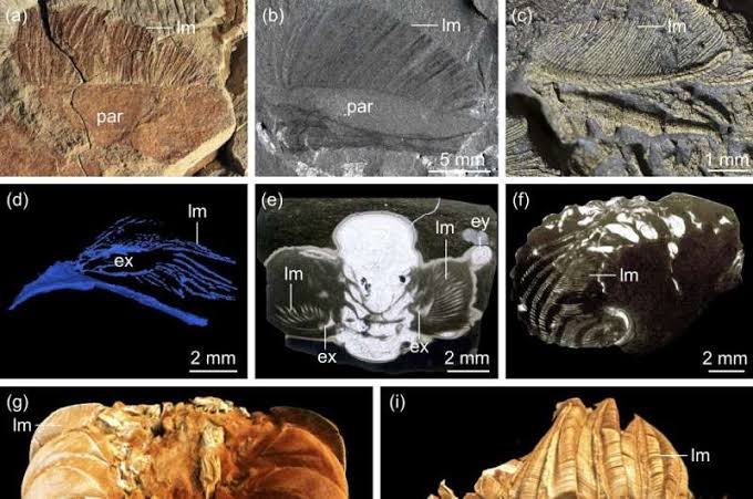 Breathing new life into an ancient mystery: Unlocking the trilobite's respiratory secrets