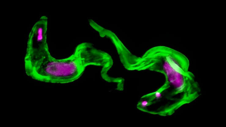 Scientists Solve 40-Year-Old Mystery of Sleeping Sickness Parasite