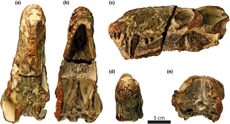 Ancient predator species discovered in South Africa challenges what we know about gorgonopsians